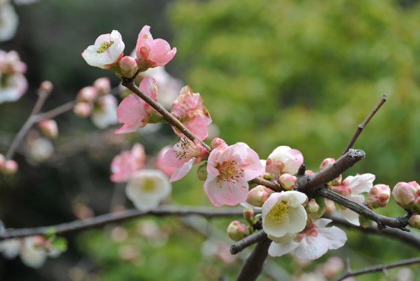 红梅花开