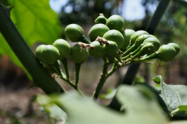 紫黑茄子