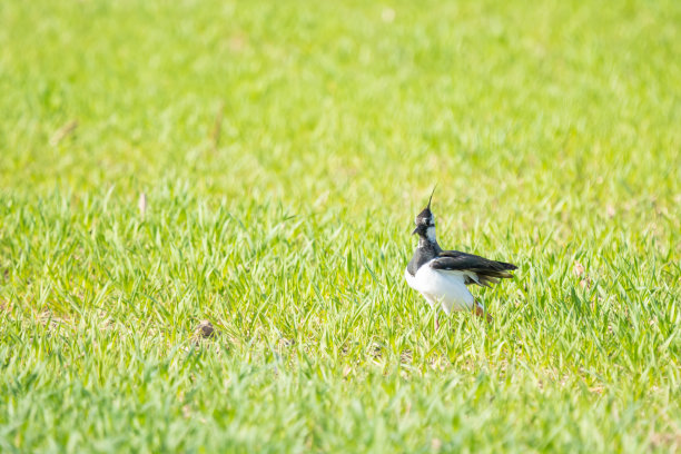 草地上的小鸟