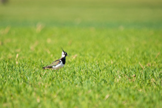 草地上的小鸟