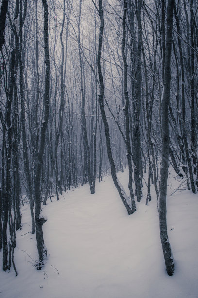 秋叶冬雪