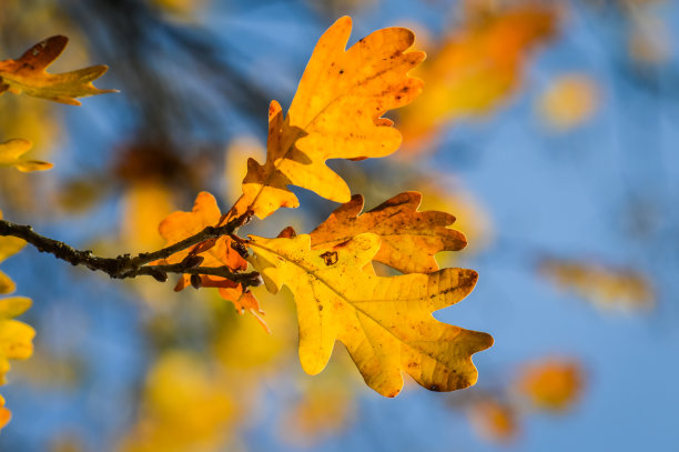 阳光下的秋叶,色彩斑斓