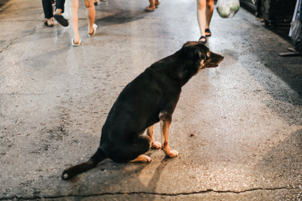 孤单狗犬小狗孤独寂寞