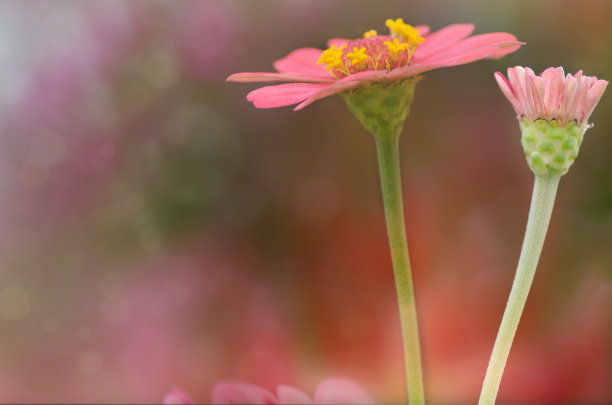 粉色花朵春季春暖花开设计素材