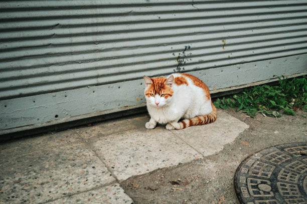 一只白色的流浪猫