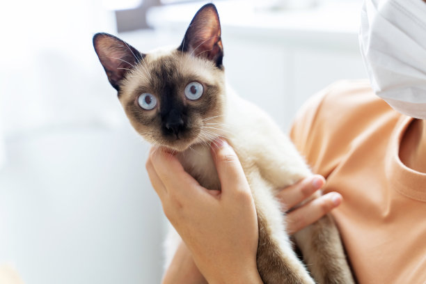 女孩抱着小猫