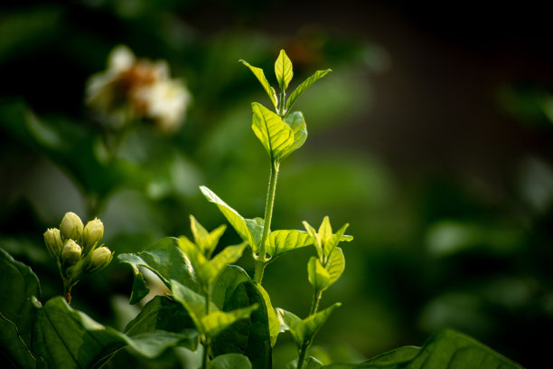 茉莉花特写