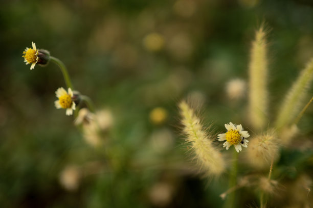 小虫子与花