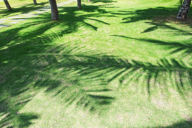 公园里的椰子树