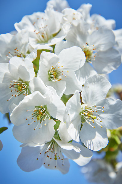 嫩叶春夏发芽