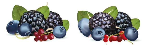蓝莓产业