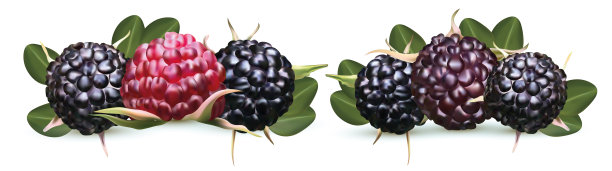 新鲜黑树莓