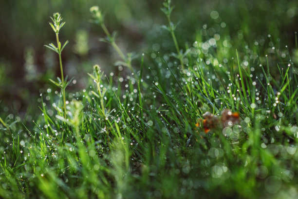 谷雨时节