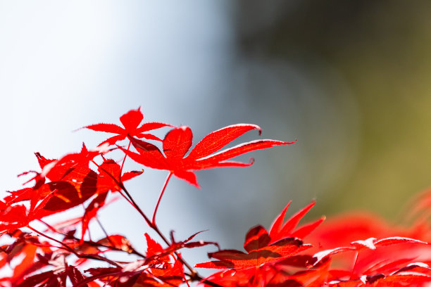 绿色植物背景