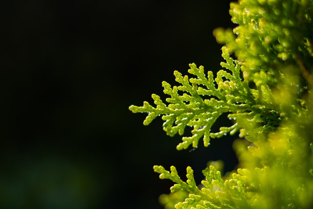 户外,季节,绿色