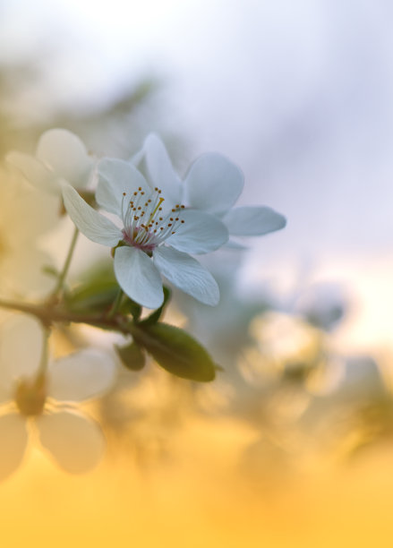 樱花飘逸