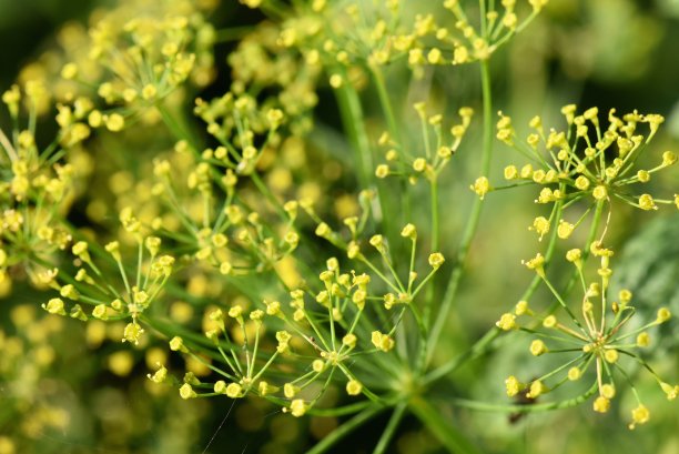 香芹菜