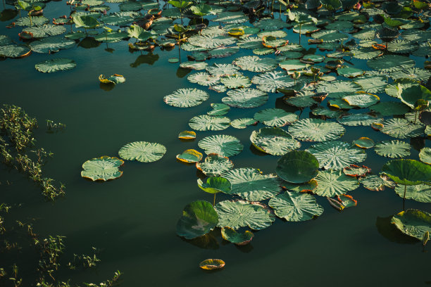 莲花素材