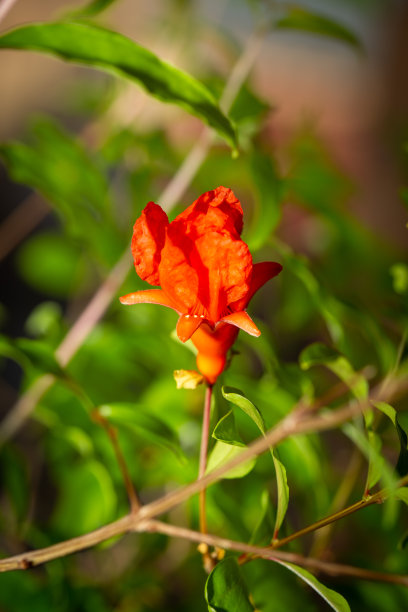 石榴花苞