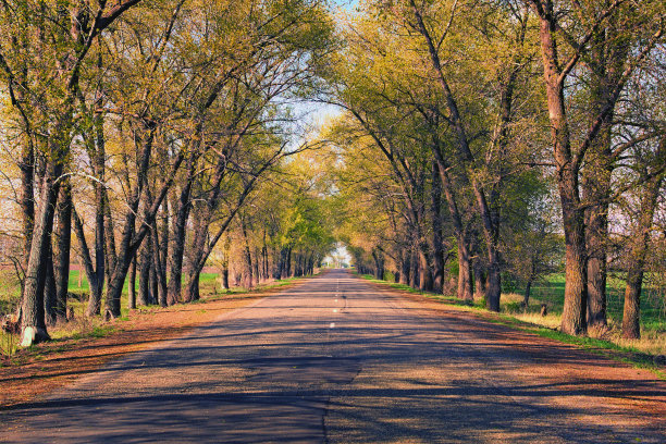 一排树木的道路