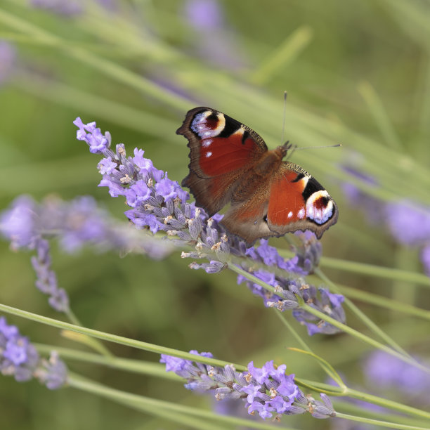 蝴蝶游在花草中