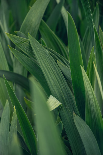 绿色有机蔬菜大棚蔬菜天然无公害