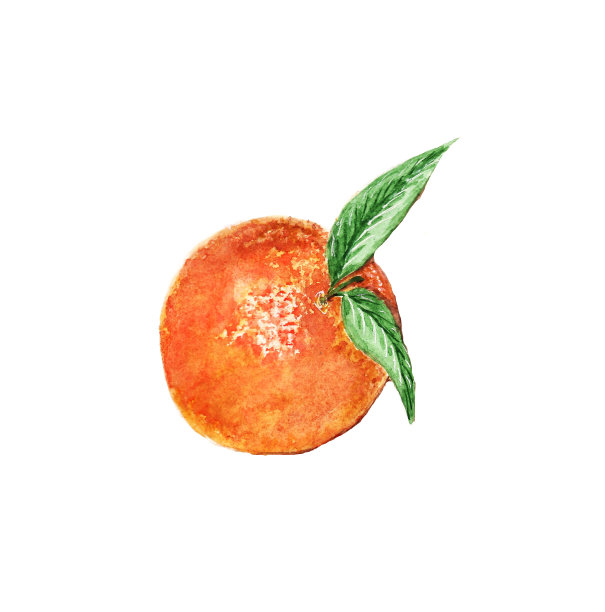 柑桔插画