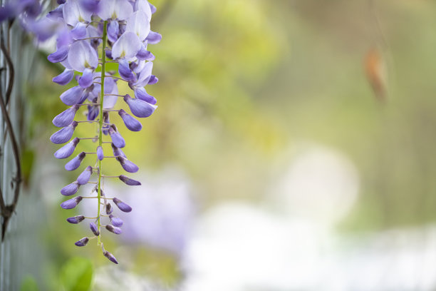 紫藤花蕾