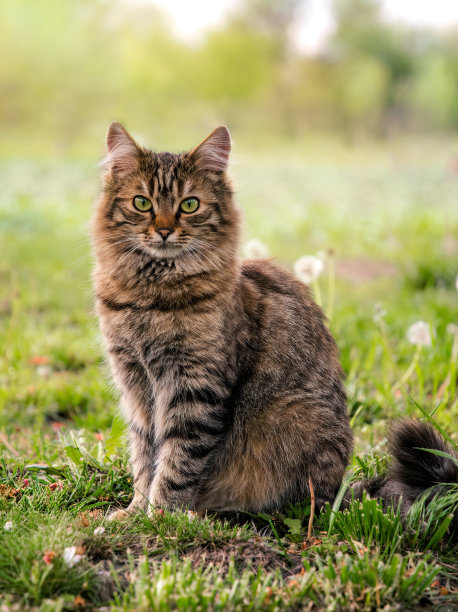 草从猫咪