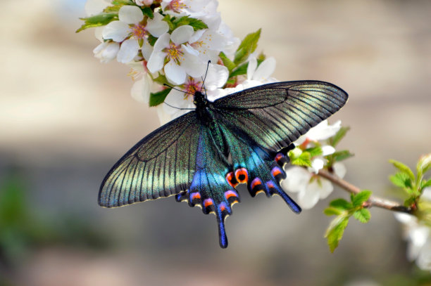 小虫子与花