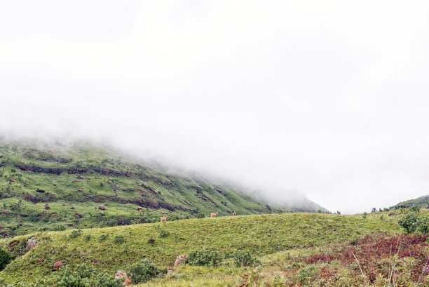 羚羊在山