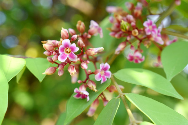 杨桃花