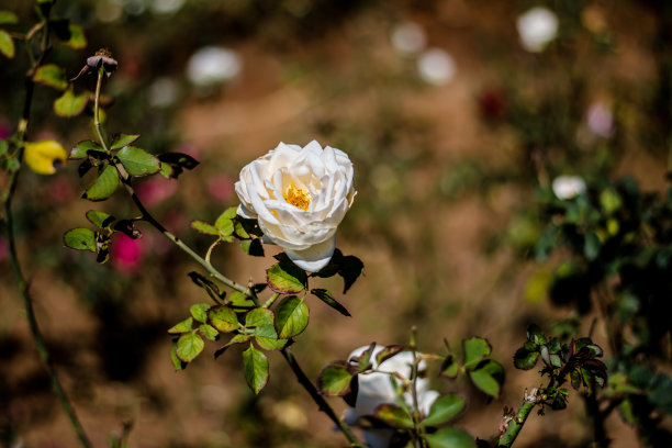 百合花绽放