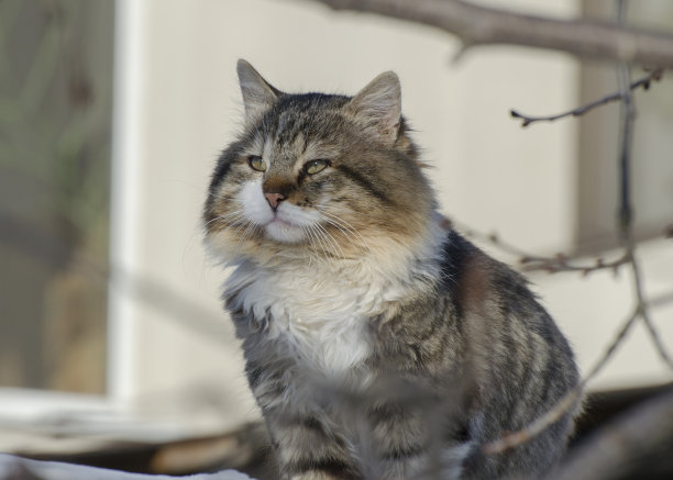 宠物猫海报