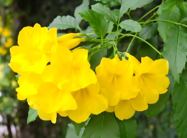 黄色喇叭花朵,绿叶