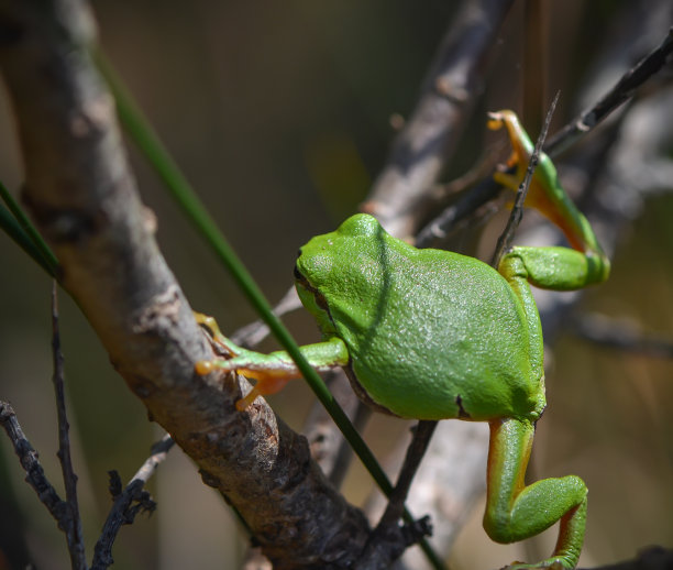 绿蛙 树蛙