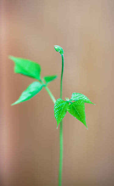 创意热带花卉和叶子