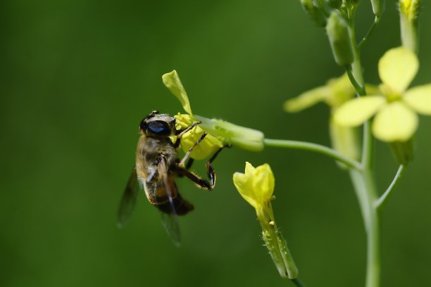 黄色花朵上的蜜蜂特写
