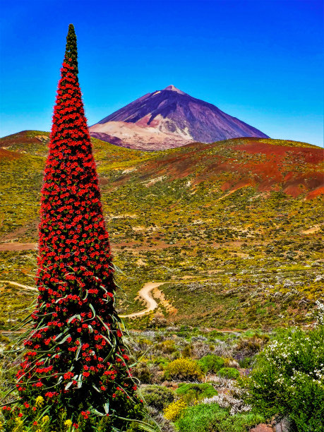 火山植物