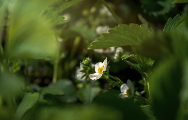 草莓开花,白色花