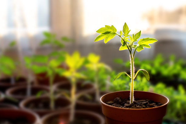 绿色有机生态蔬菜种植大棚蔬菜