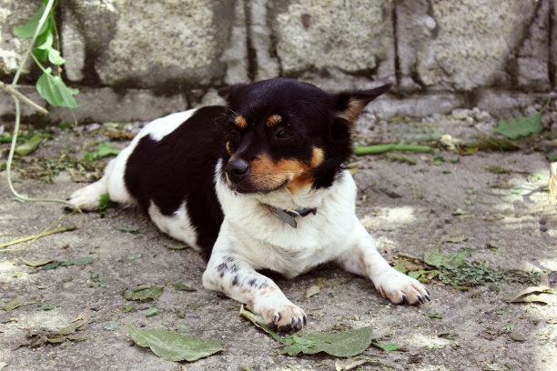 孤单狗犬小狗孤独寂寞