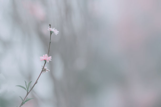 香港樱花