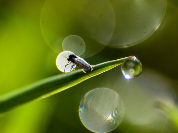 雨中昆虫