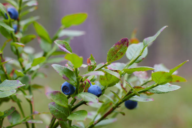 生态蓝莓