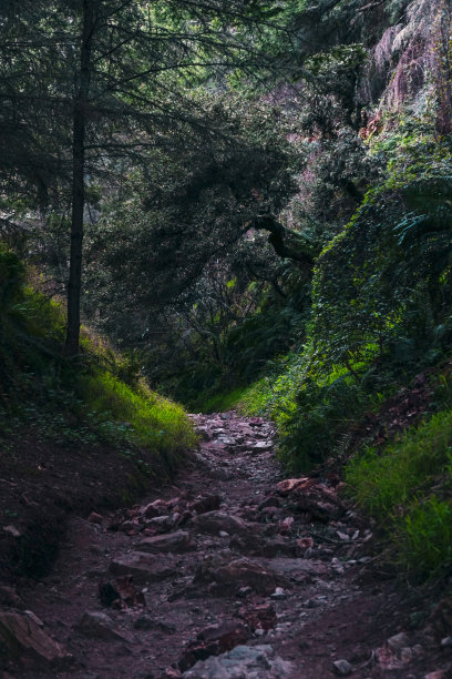 寂静山林小路