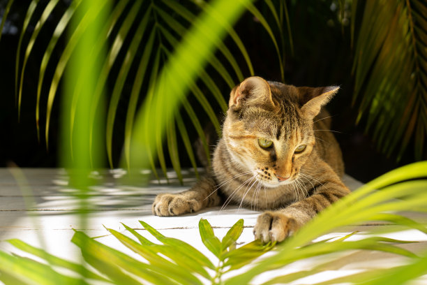 猫开心的表情