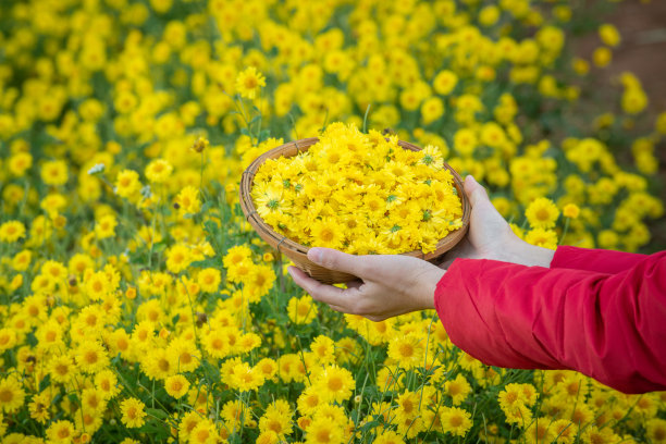 鲜花菊花树叶植物花纹