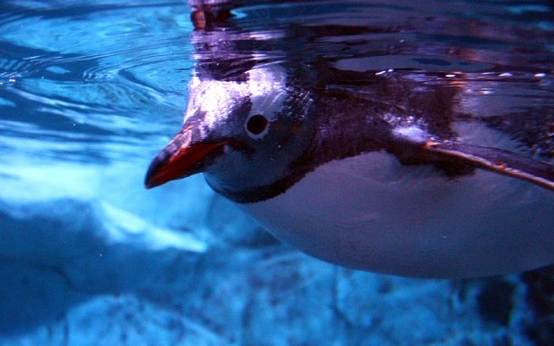 水下企鹅