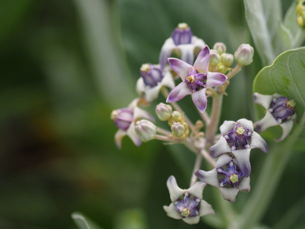 美丽的丁香花